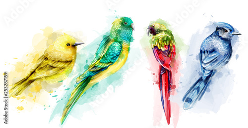 Colorful tropic birds watercolor Vector. Beautiful exotic set collections