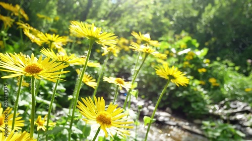 Sun flowers nature plant photo