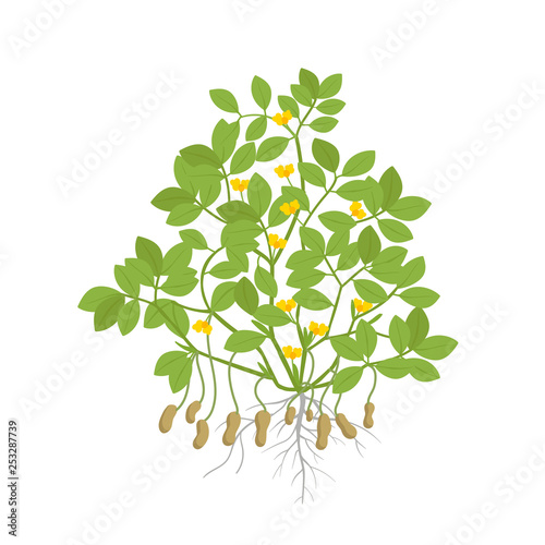 Peanut plant. Plant with roots and tubers flowers and leaves. Legumes nut. Vector illustration. Arachis hypogaea. Also known as the groundnut, goober or monkey nut.
