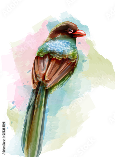 Cute blue bird watercolor Vector isolated on white. Vintage designs