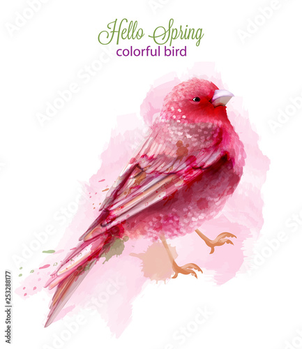 Cute pink bird watercolor Vector isolated on white. Vintage designs