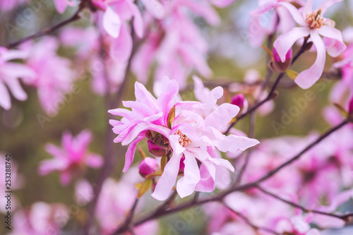 Blossoming of rare magnolia stellata pink flowers in a spring garden, natural seasonal floral background with copyspace