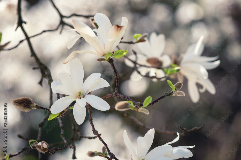 Blossoming white flower background, natural wallpaper. Flowering magnolia kobus branch in spring garden, macro image with copyspace and beautiful bokeh Blossoming white flower background, natural wallpaper. Flowering magnolia kobus branch in spring garden, macro image with copyspace and beautiful bokeh