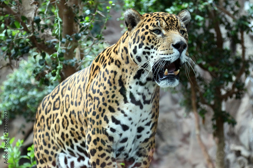 Leopard Raubkatze