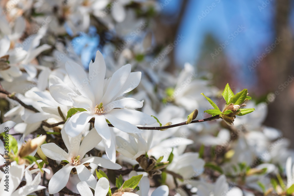 Blossoming of magnolia kobus white flowers in a spring garden, natural seasonal floral background with copyspace
