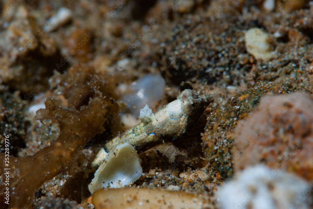 Bartel's dragonet Neosynchiropus bartelsi Bartel's dragonet Neosynchiropus bartelsi