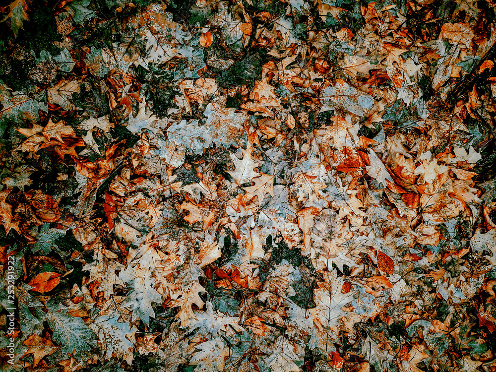 abstract colorful background made of fallen leafs 