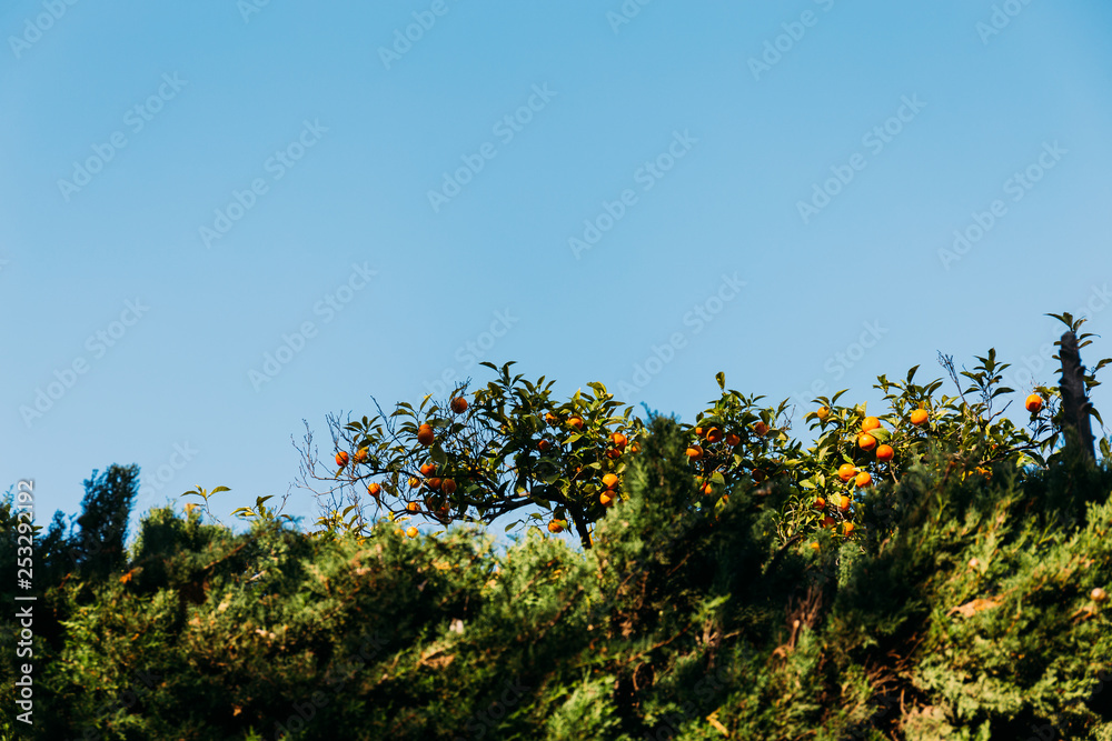 green orange trees on blue sky background, barcelona, spain