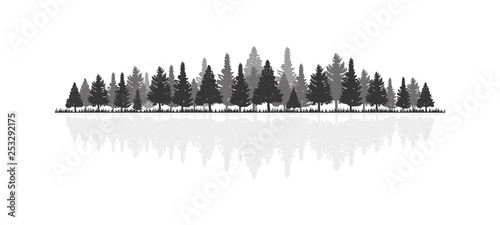 Monochrome pine forest with reflection.