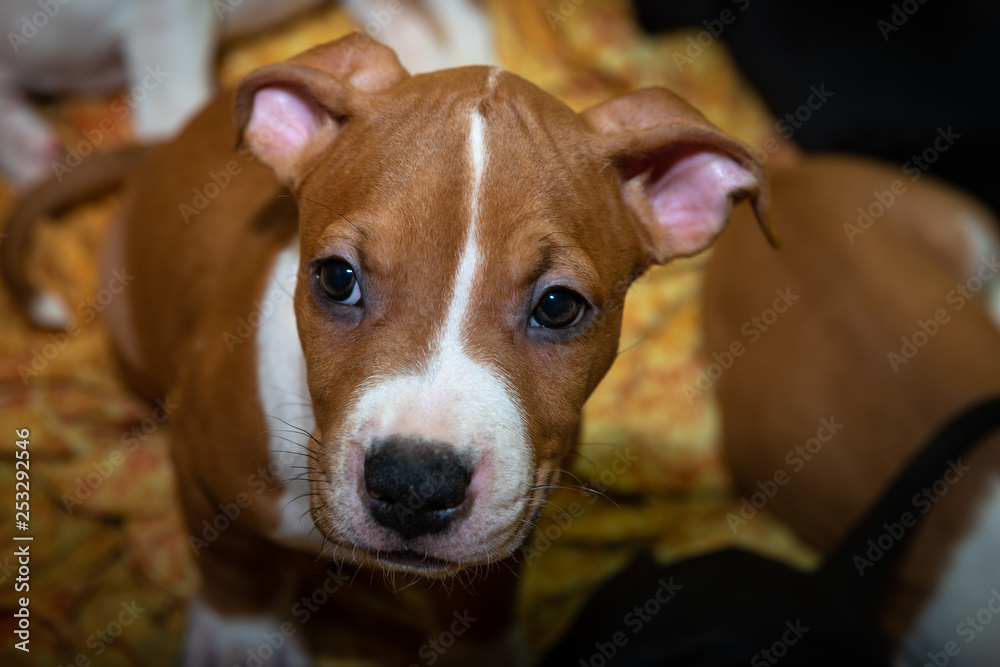 Nice amstaff puppy dog pets rusty red Nice amstaff puppy dog pets rusty red