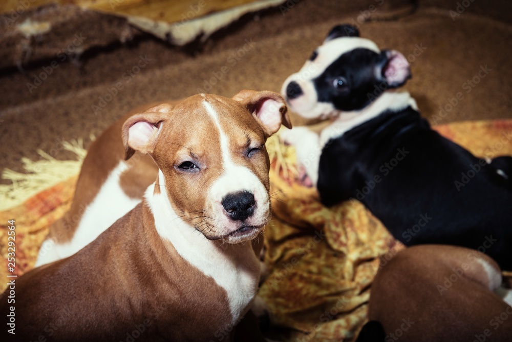 Nice amstaff puppy dog pets rusty red