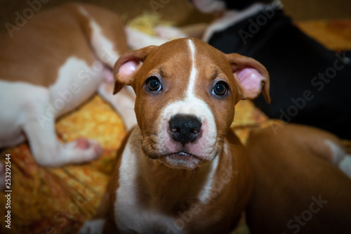 Nice amstaff puppy dog pets rusty red