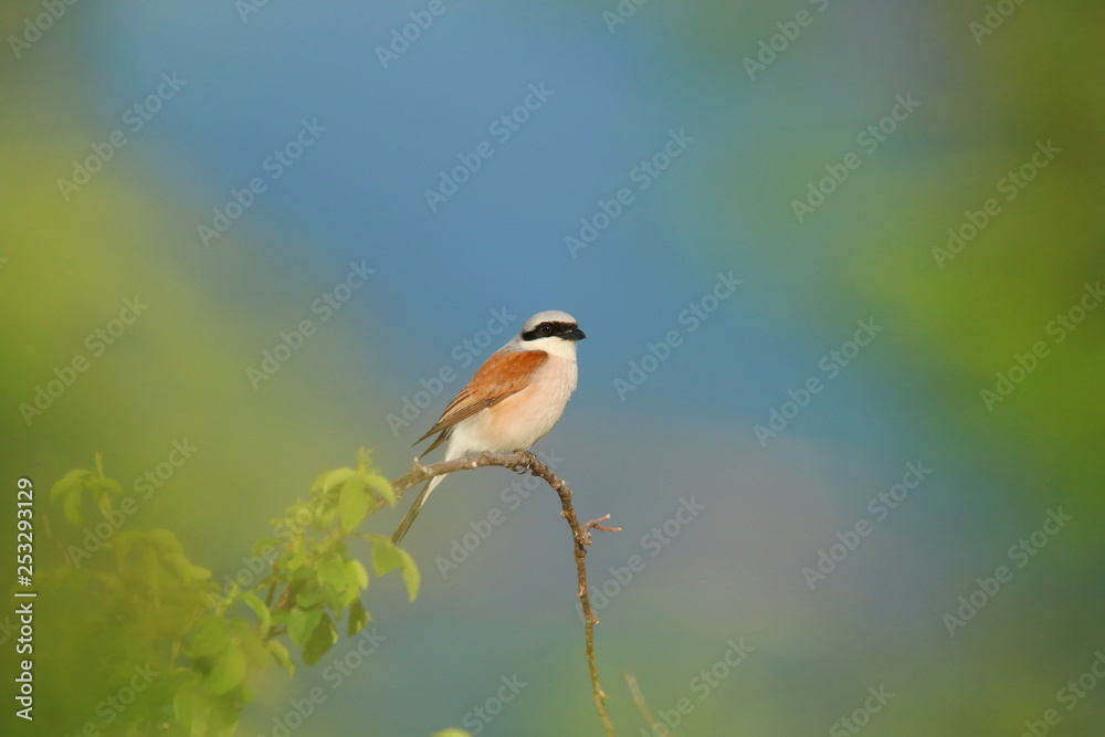 Fototapeta premium Red-backed shrike on branch
