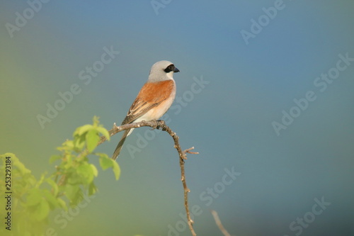 Red-backed shrike on branch photo