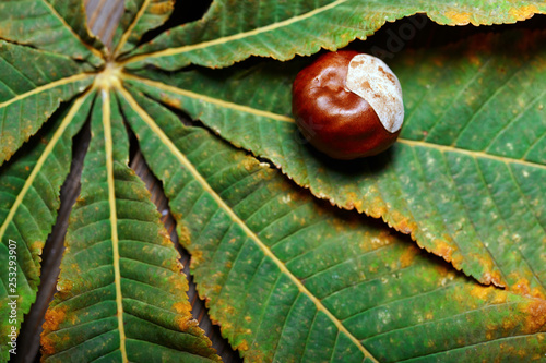 Chestnuts on the leaf. Close-up
