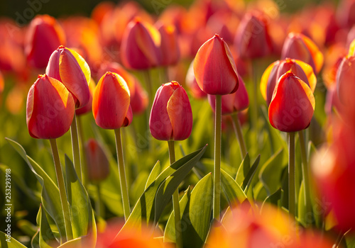 Tulpenmanie - Rote Tulpen (Tulipa) bei Amsterdam photo