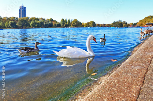 Fototapeta Naklejka Na Ścianę i Meble -  beautiful swan and ducks in the lake of London park United Kingdom