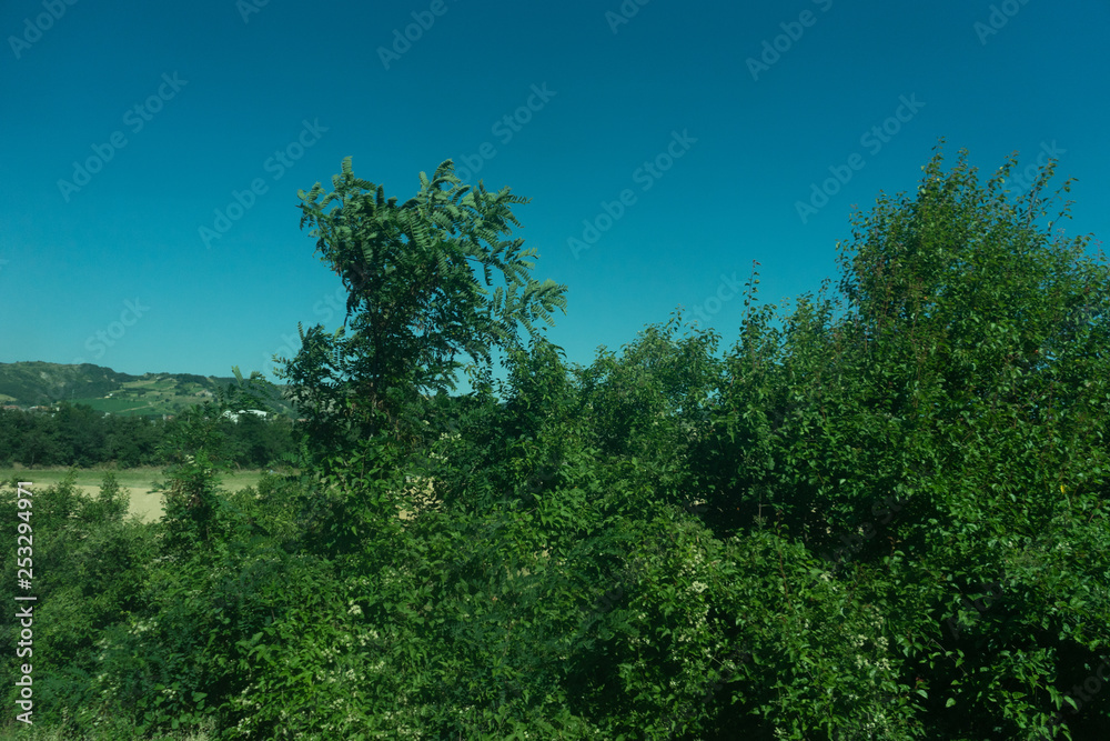 Italy,La Spezia to Kasltelruth train, a tree in a forest Italy,La Spezia to Kasltelruth train, a tree in a forest