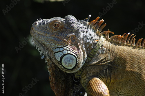  image of an iguana