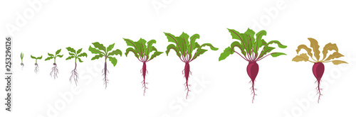Growth stages of red beetroot plant. Vector illustration. Beta vulgaris. Taproot life cycle. On white background.