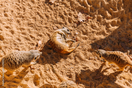 funny suricates lazing on warn sand in zoo, barcelona, spain photo