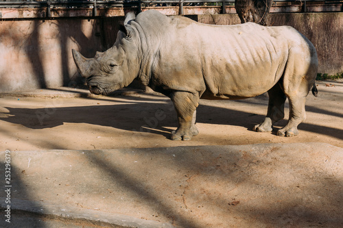 grey rino in zoological park,  barcelona, spain