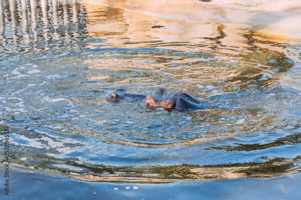 Fototapeta premium hippo swimming in pond in zoological park, barcelona, spain