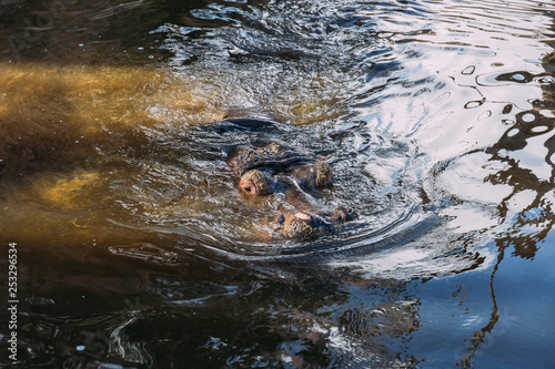 hippopotamus swimming in zoo pond, barcelona, spain