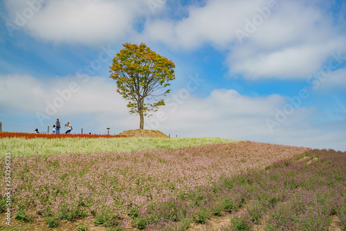 The famous and beautiful Panoramic Flower Gardens Shikisai-no-oka photo