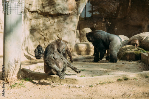 Fényképezés chimps and gorilla in zoological park, barcelona, spain