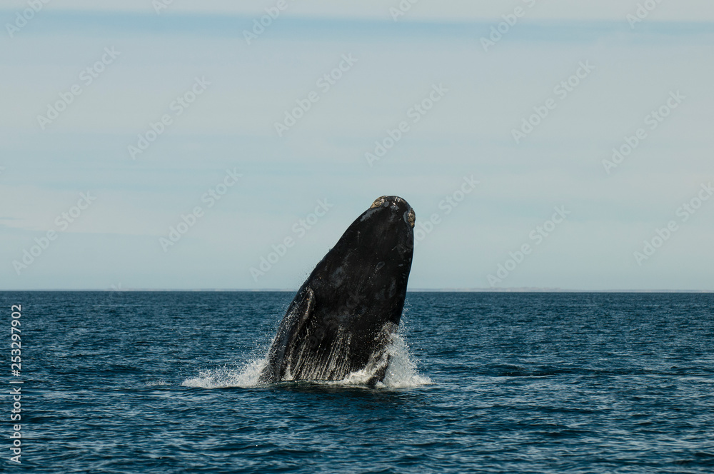 Fototapeta premium Whale jumping in Peninsula Valdes,, Patagonia, Argentina