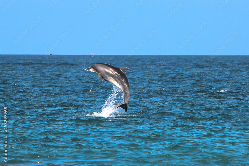 Fototapeta premium Dolphin in New Zealand