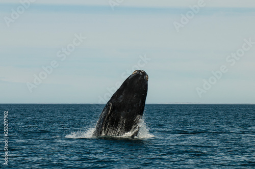 Whale jumping in Peninsula Valdes,, Patagonia, Argentina © foto4440