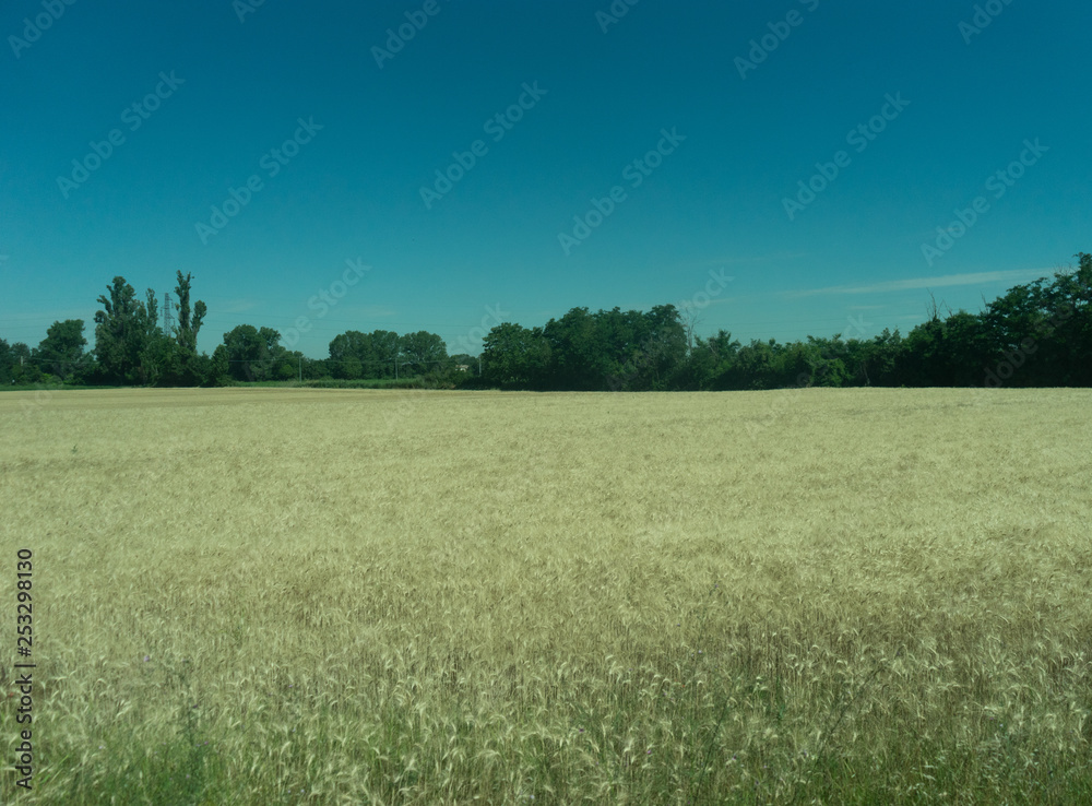 Obraz premium Italy,La Spezia to Kasltelruth train, a large green field with trees in the background