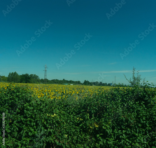 Italy,La Spezia to Kasltelruth train, a large sunflower field