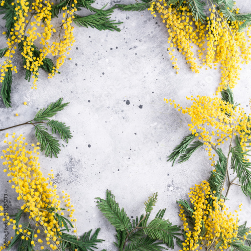 mimosa flowers frame, acacia, gray stone background, copy place