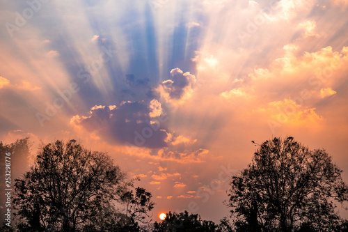 beautiful sunshine with sillhuette trees in the morning, summer concept - Image photo