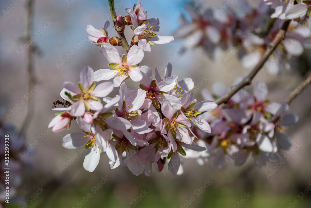 Close-up of white flowers of almond tree