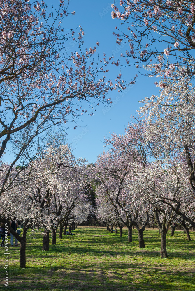 Vertical landscape of almond blossoms Vertical landscape of almond blossoms