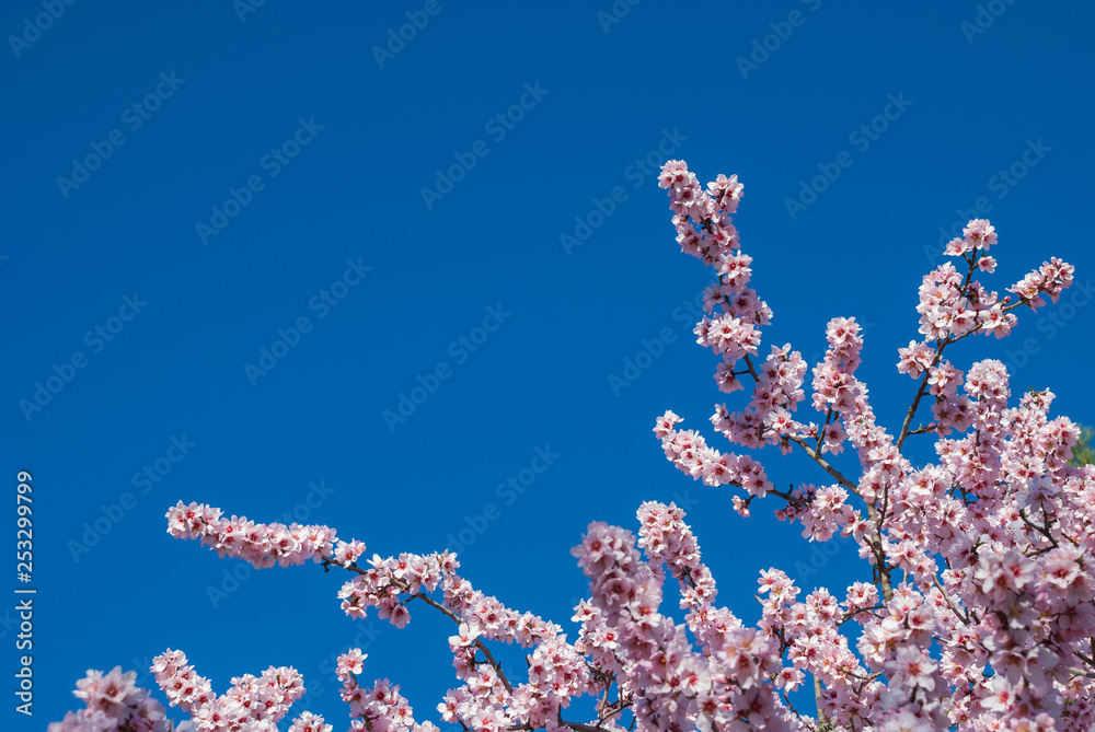 Almond branches in pink flower over blue sky Almond branches in pink flower over blue sky
