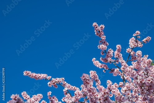 Fototapete Almond branches in pink flower over blue sky