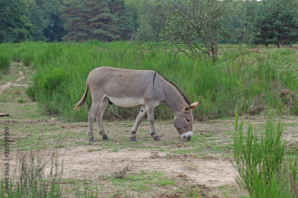 Fototapeta premium 10.09.2018 DE, NRW, Wahner Heide Esel Equus asinus asinus