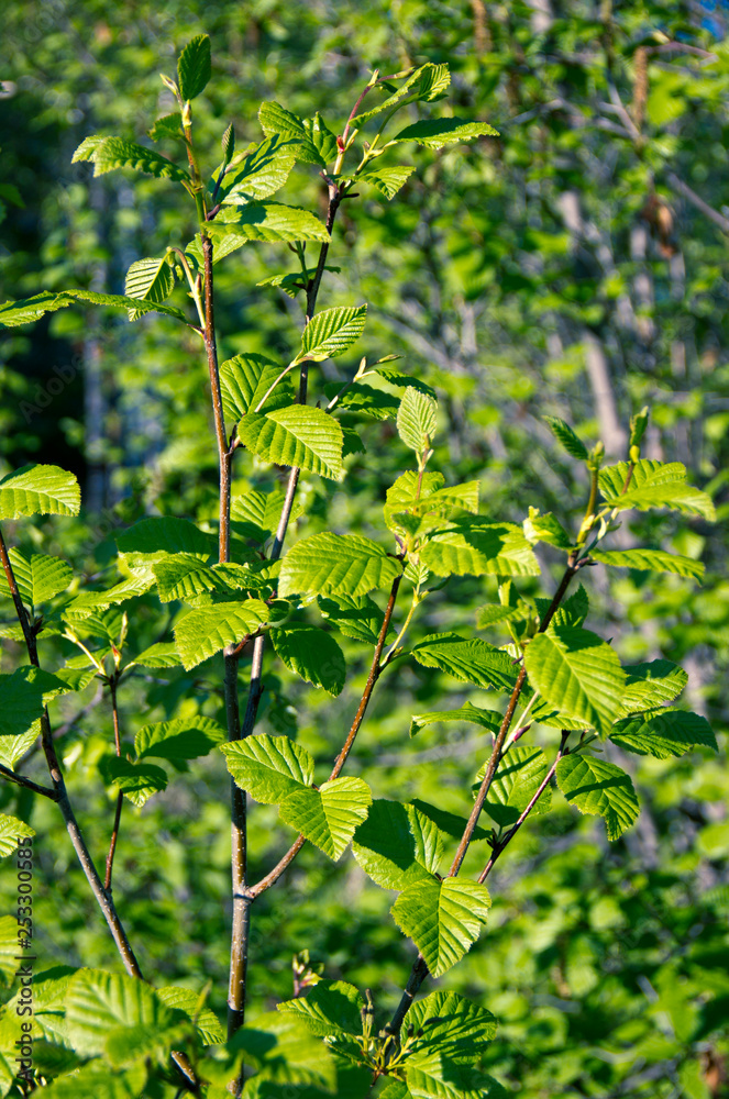 The first young leaves. The first young leaves.