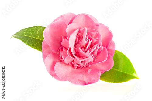 Foto Pink camellia flower isolated on white background