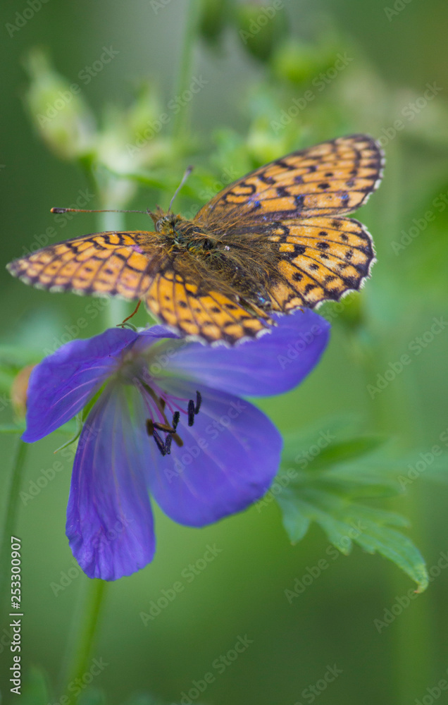 Obraz premium Butterfly on a blue flower.