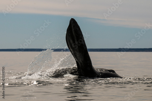Whale tail in Peninsula Valdes,, Patagonia, Argentina
