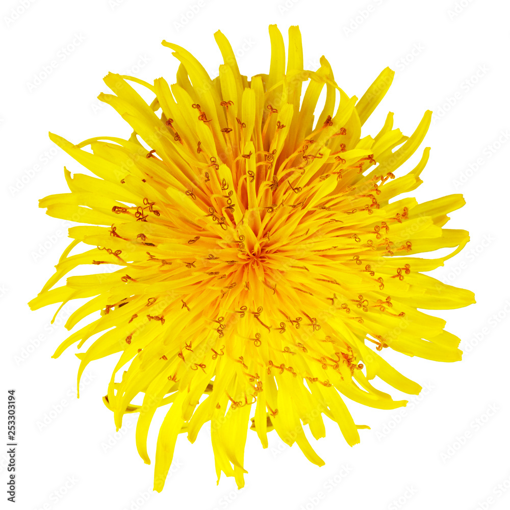 Yellow Dandelion isolated on white background Yellow Dandelion isolated on white background