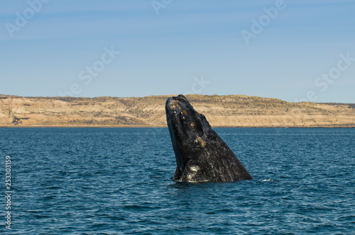 Whale jumping in Peninsula Valdes,, Patagonia, Argentina © foto4440