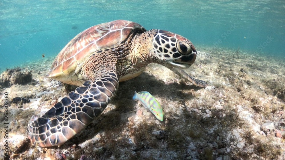 Fototapeta premium Tortue et poisson, Ile d'Apo, Philippines