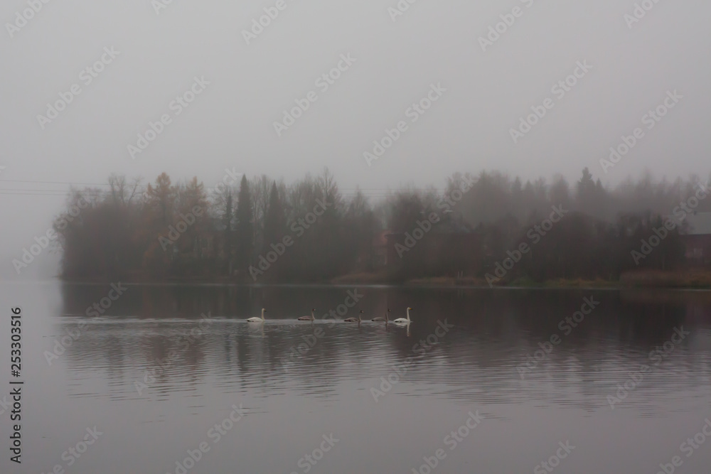 Autumn dark calm landscape on a foggy river with a white swans and trees reflection in water. Finland, river Kymijoki. Autumn dark calm landscape on a foggy river with a white swans and trees reflection in water. Finland, river Kymijoki.